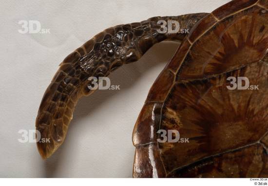 Leg Turtles Animal photo references