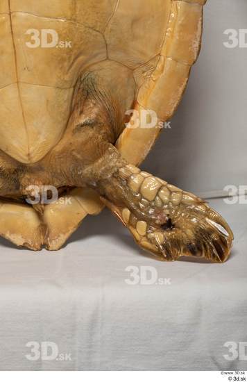 Leg Turtles Animal photo references