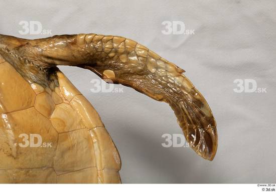 Leg Turtles Animal photo references