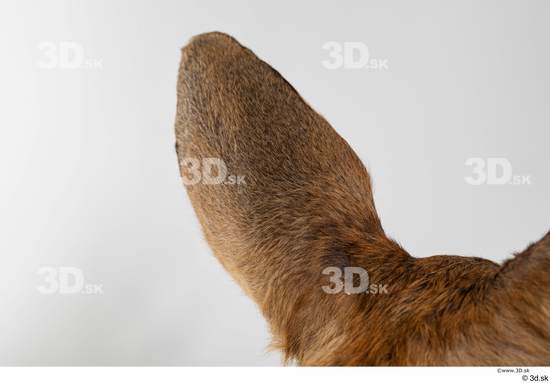 Ear Deer Animal photo references