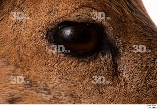 Eye Deer Animal photo references