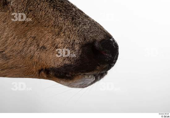 Mouth Nose Deer Animal photo references