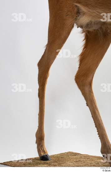 Leg Deer Animal photo references