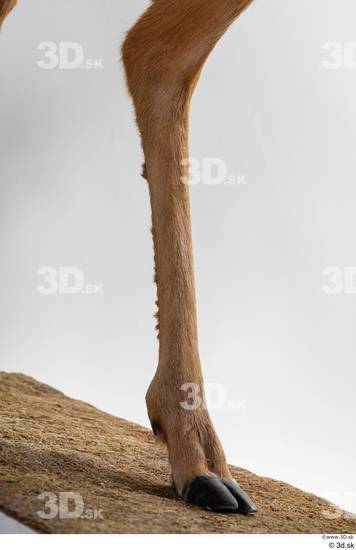 Leg Deer Animal photo references