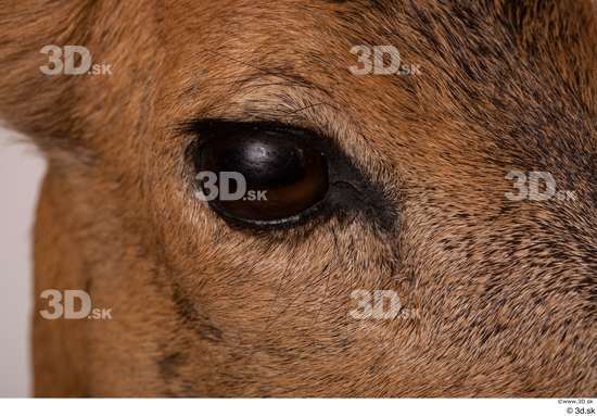 Eye Deer Animal photo references