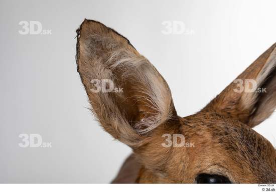 Ear Deer Animal photo references