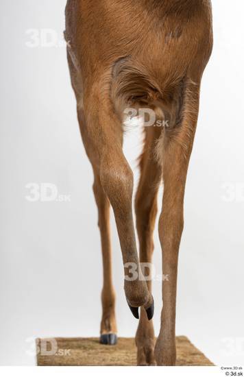 Leg Deer Animal photo references