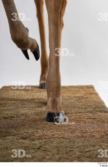 Leg Deer Animal photo references