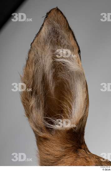 Ear Deer Animal photo references