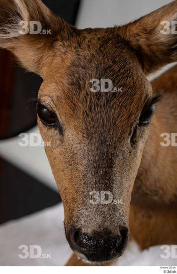 Head Deer Animal photo references