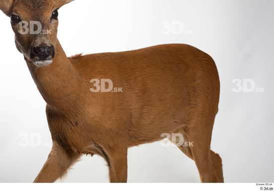 Whole Body Deer Animal photo references