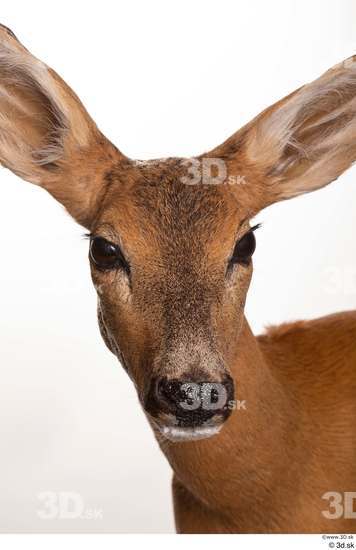 Head Deer Animal photo references