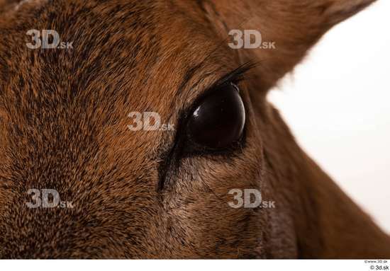 Eye Deer Animal photo references