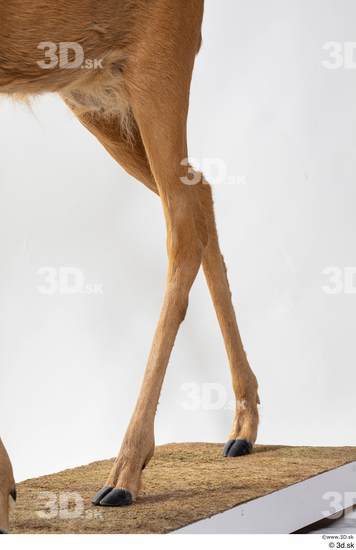 Leg Deer Animal photo references