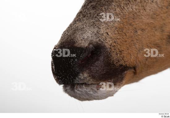 Mouth Nose Deer Animal photo references