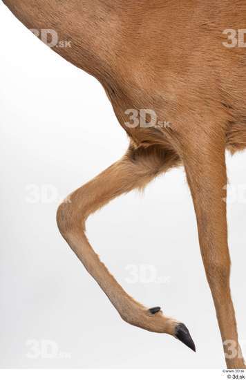 Leg Deer Animal photo references