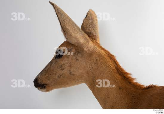 Head Deer Animal photo references