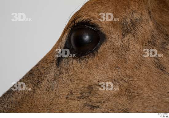 Eye Deer Animal photo references