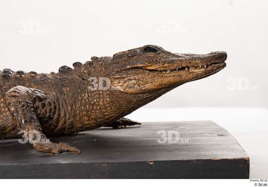 Head Crocodile Animal photo references