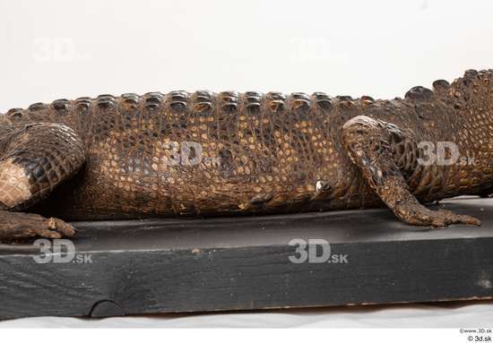 Back Crocodile Animal photo references