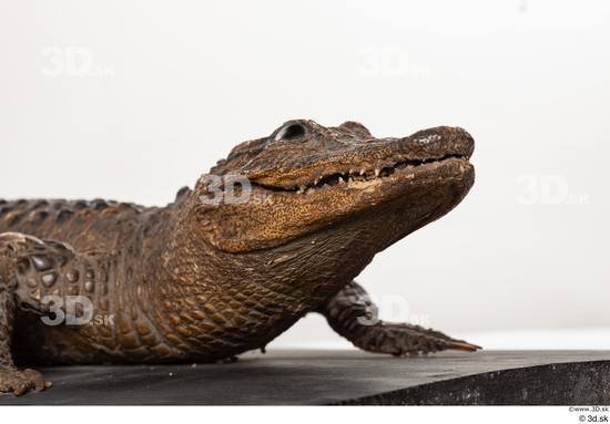 Head Crocodile Animal photo references