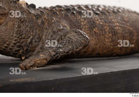 Leg Crocodile Animal photo references