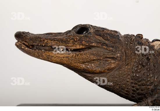 Head Crocodile Animal photo references