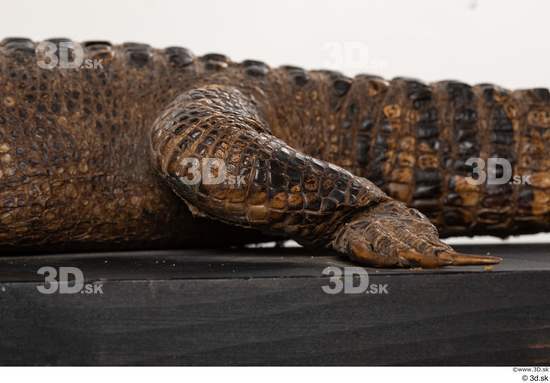 Leg Crocodile Animal photo references