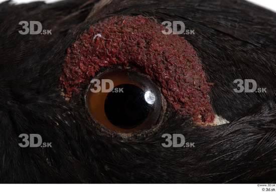 Eye Bird Animal photo references
