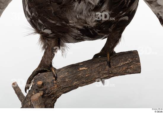 Leg Bird Animal photo references