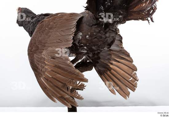 Whole Body Bird Animal photo references