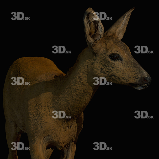 Deer 3D Scans