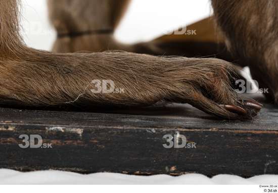 Foot Monkey Animal photo references