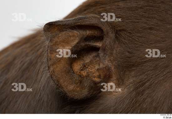 Ear Monkey Animal photo references