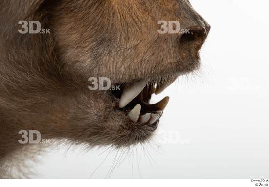 Mouth Teeth Monkey Animal photo references