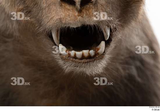 Mouth Teeth Monkey Animal photo references