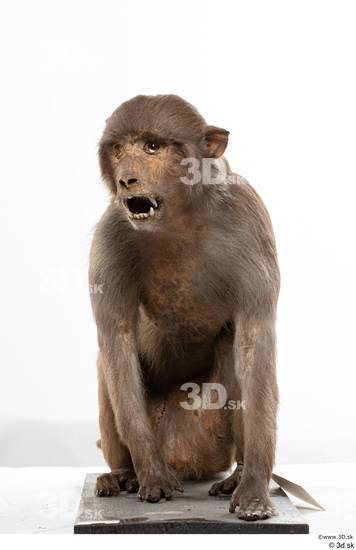 Whole Body Monkey Animal photo references