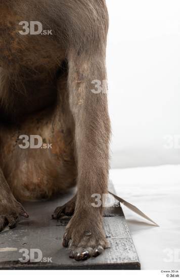 Arm Monkey Animal photo references