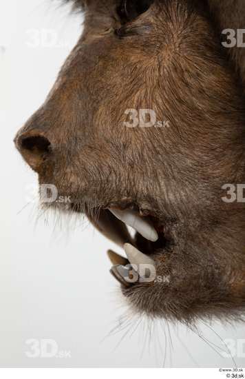 Mouth Teeth Monkey Animal photo references