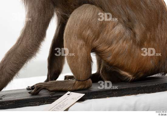 Leg Monkey Animal photo references