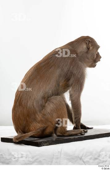 Whole Body Monkey Animal photo references