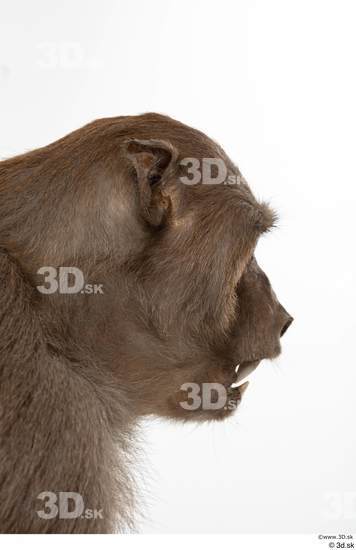 Head Monkey Animal photo references