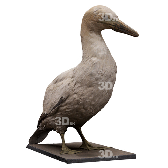 Bird 3D Scans