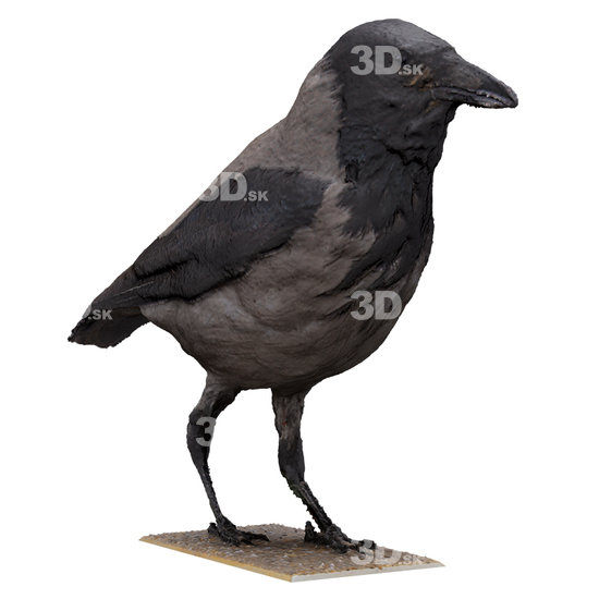 Bird 3D Scans