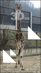 Giraffe poses