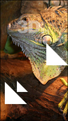 Iguana