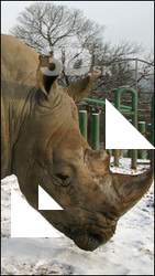 Rhinoceros