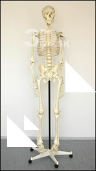 Skeleton