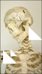 Skeleton poses
