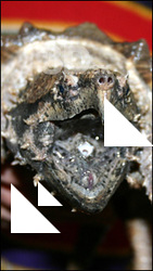 Turtle II